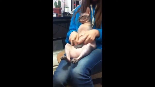 Жирный сфинкс кот складки смотреть онлайн