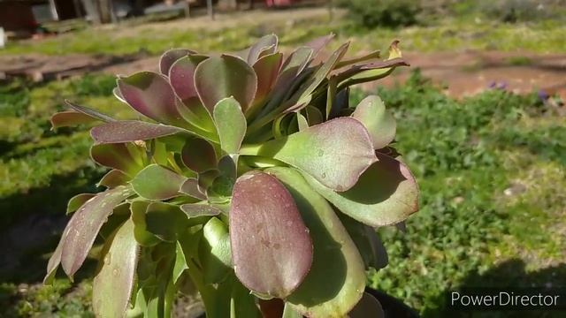 Пересаживаю эониум 'Румяная красавица' (aeonium 'Blushing Beauty')