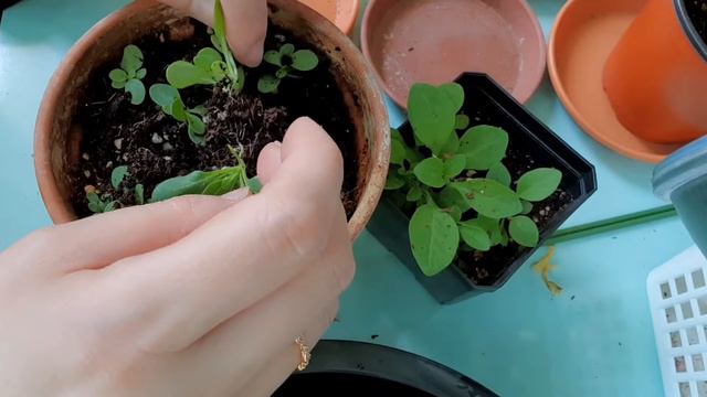 알리섬, 천일홍 파종하기 / 사피니아 파종 솎아내기 смотреть онлайн