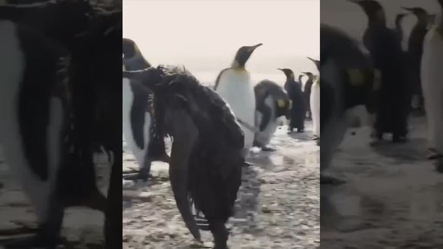 Таким императорского пингвина вы еще, наверное, не видели ? смотреть онлайн