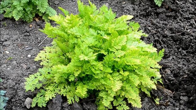 Пиретрум Комедиант. Как купить саженцы пиретрума смотреть онлайн