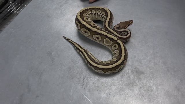 "Featured Morph" Mahogany Ball Python Gene !! смотреть онлайн