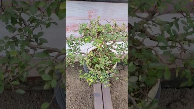 Резать или не резать ветки вяза китайского? #shorts #bonsai #бонсай смотреть онлайн