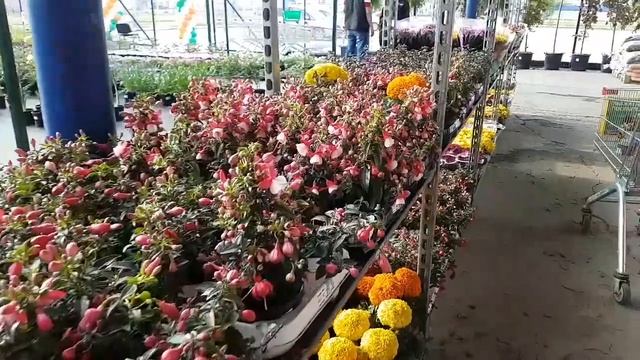 Эвкалипт, хлорофитум, фуксия, пеларгония, лавр, петуния, ананасик смотреть онлайн