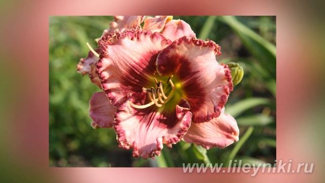 Лилейник РОЗОВАЯ ВОЛНА смотреть онлайн