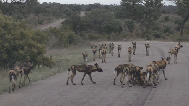SKUKUZA Kruger National Park - Lost in Kruger Episode 7 смотреть онлайн