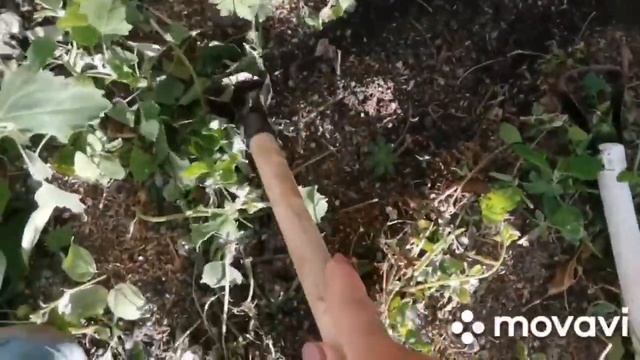 3 полольника петелька, сравнение садового инструмента, какой выбрать, опыт и советы Евгении смотреть онлайн