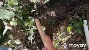 3 полольника петелька, сравнение садового инструмента,  какой выбрать, опыт и советы Евгении