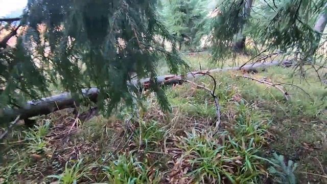Великі Білі Гриби збираємо в Карпатах смотреть онлайн
