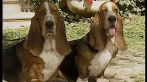 Бассет - хаунд.avi