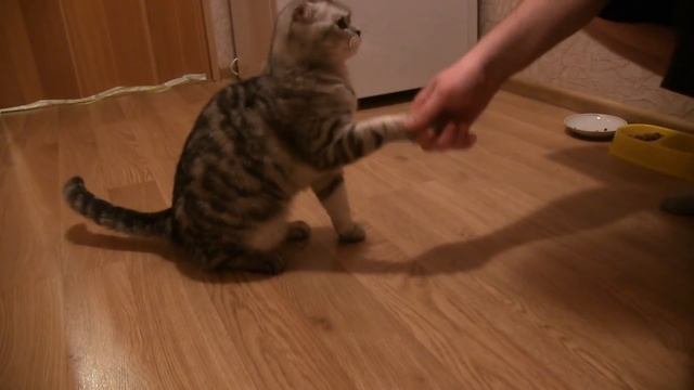 Наша дрессированная шотландская вислоухая кошка Шейла. смотреть онлайн