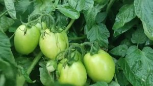 Урожайный помидор Рио-Гранде, для открытого грунта. 29 июля.