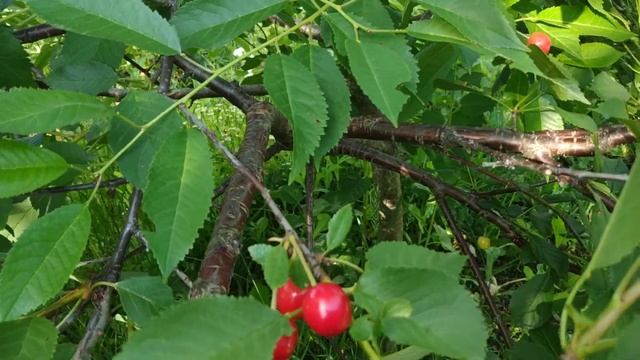 Что такое Дюк( черевишня)?Недостатки и преимущества перед вишней и черешней.