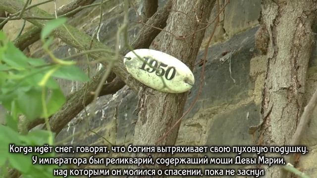 Старейшая в мире роза . смотреть онлайн