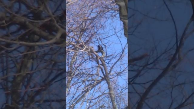 Это кто: грач или ворона? Понять не могу. смотреть онлайн