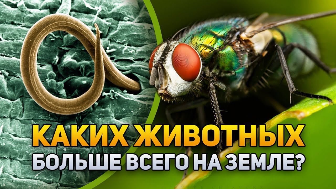 Каких животных на Земле больше всего? |DeeaFilm смотреть онлайн