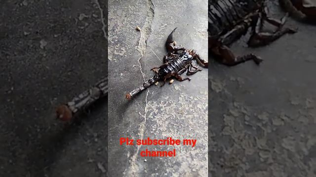 power of 🦂🦂🦂 scorpion смотреть онлайн