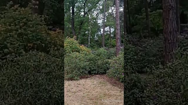 Rhododendron & Azalia / Park Szczytnicki Wrocław Poland 🇵🇱 смотреть онлайн