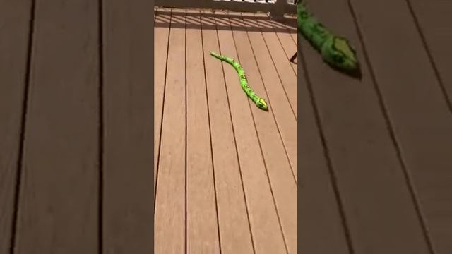 ROBO ALIVE KING PYTHON snake slithers under chair! смотреть онлайн
