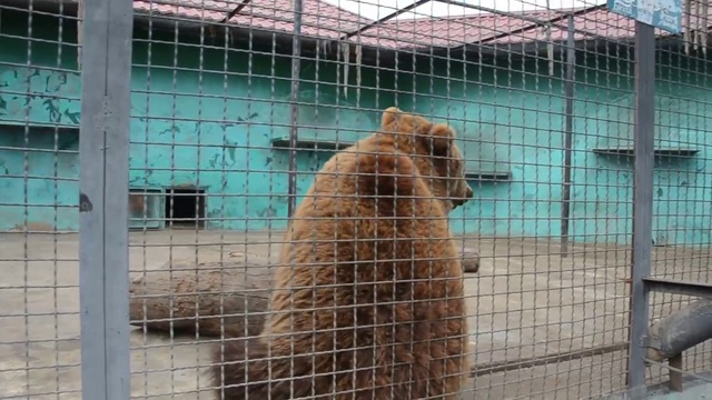 Будьте осторожны с медведями ! смотреть онлайн