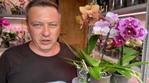 из ОРХИДЕЙ летят НАСЕКОМЫЕ чем обработать орхидеи после покупки в магазине от насекомых вредителей