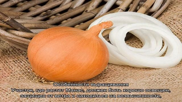 Многозачатковый гибрид лука «Манас», хорошо переносящий засуху смотреть онлайн