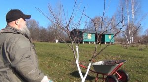 Осенняя ОБРЕЗКА плодовых деревьев. Осеняя обрезка сада.