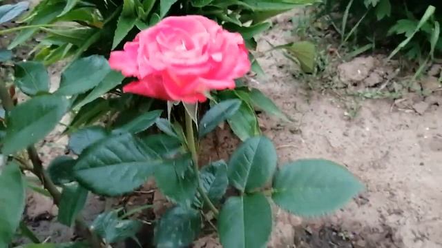 Обалденной красоты розы , которые растут в моем саду смотреть онлайн