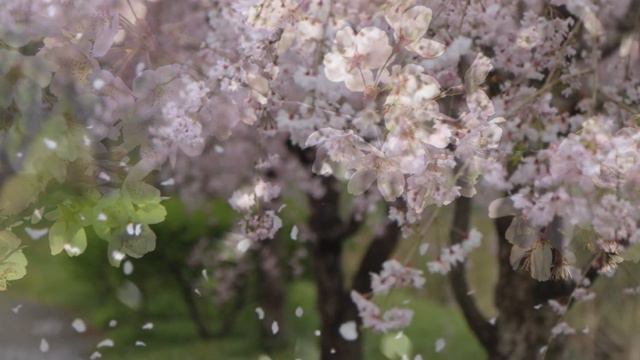 桜散る／さだまさし（Cover） смотреть онлайн