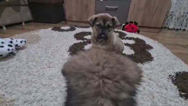 Щенки разносят дом/Собака Альма-комендант в шоке от спасёнышей смотреть онлайн