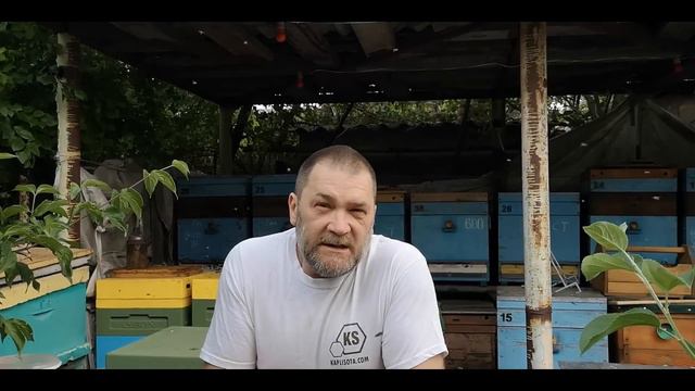 Как сохранять и какое время неплодных маток. смотреть онлайн