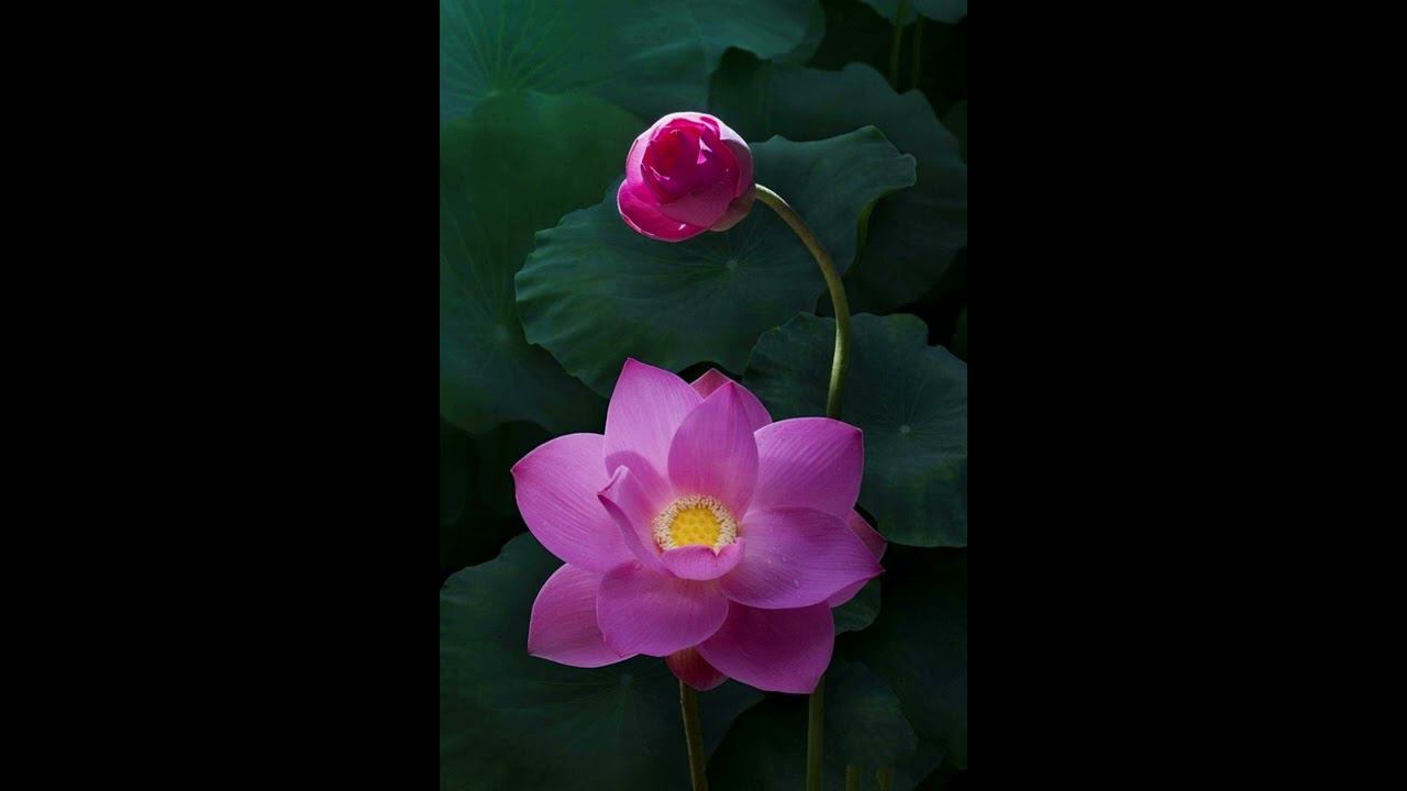 Hariprasad Chaurasia - Рага Дурга смотреть онлайн