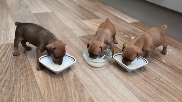 щенки Цвергпинчера кушают смотреть онлайн