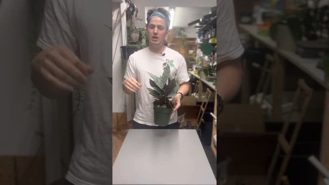 Homalomena Purple Sword Care Guide Apoballis Acuminatissima 'Lavallaei'