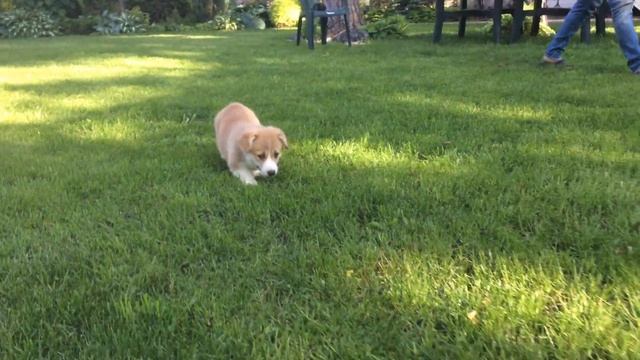 Вельш Корги Пемброк Девочка №2 (2 месяца)