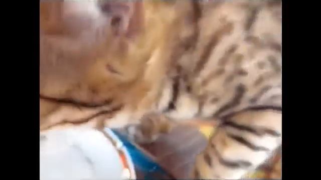 Кошка говорит ням ням