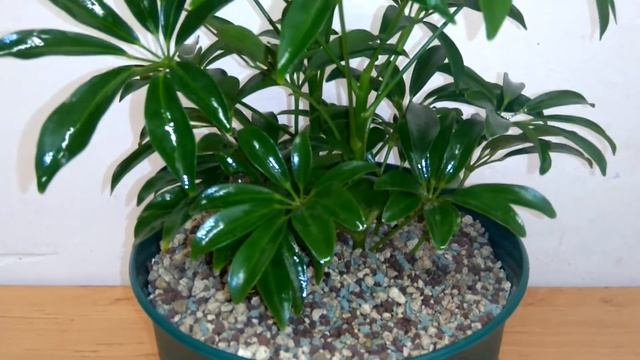 Schefflera arboricola as a hydroculture смотреть онлайн