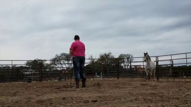 || Project Kid Horse- Part 1- Meet Snickers || смотреть онлайн