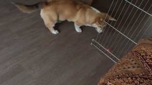 ВЕЛЬШ КОРГИ ПЕМБРОК -  как взрослеет щенок - PEMBROKE WELSH CORGI