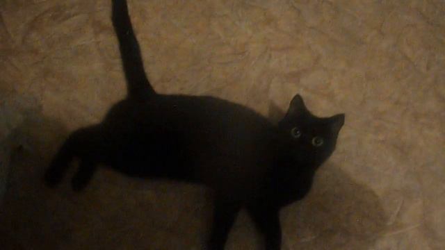 Кошка катается, ибо ей нужен кот смотреть онлайн