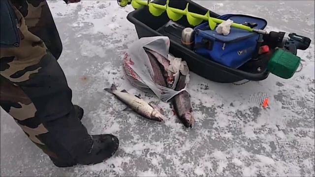 Вот и сиг в уловах! Дневные поимки на нижнем. Клёвое место Лосиный остров. смотреть онлайн