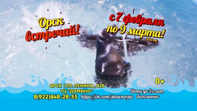 Сенсация! Шоу Байкальских Нерп в Орске! смотреть онлайн
