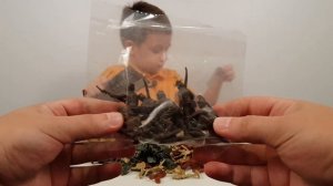 Армия в Пакетиках - История про 13 наборов Военных Солдатиков Мастер Славика