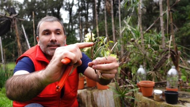 🌿Esquejes, Poda y Reproducción del Cedrón. No tires las ramas!!! смотреть онлайн