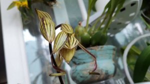 Paphiopedilum philippinense var. roebelenii. Описание и уход.
