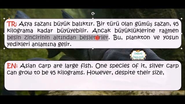 #12 Asya Sazanları Savaş Çıkartmış - 500 METİN ÇEVİRİ KURSU - İngilizce Writing смотреть онлайн