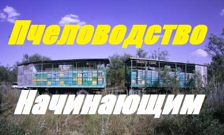 Беспризорный отводок пчел.В пчеловодстве-не мешать пчелам жить по законам природы смотреть онлайн