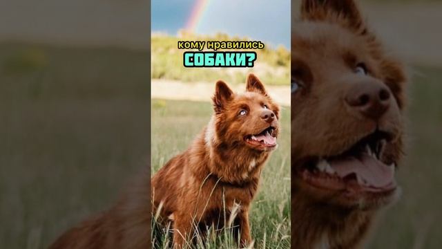 КОМУ НРАВИЛИСЬ КОШКИ & СОБАКИ? смотреть онлайн