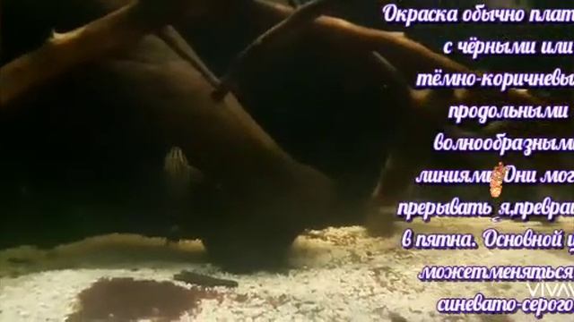 Королевский сом ПАНАК