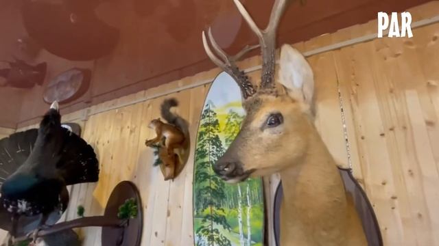 Чучело разных животных / Выделка и обработка / В гостях у таксидермиста